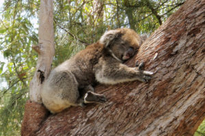 Yanchep National Park Koala