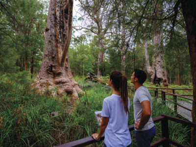 Ancient Empire walk trail, Walpole-Nornalup National Park