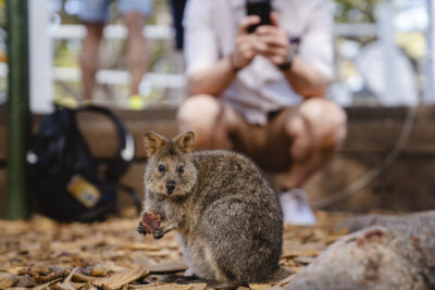 Segway Tours WA, Rottnest